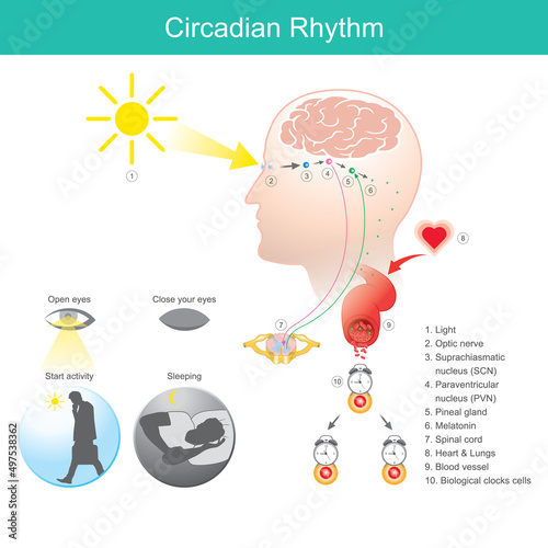 Circadian Rhythm. Diagram human body physical, mental, and behavioural changes that follow a 24-hour cycle.
