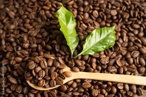 Coffee bean medium roasted on wood spoon with leaf in fresh morning.
