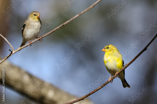 Photography American Goldfinch birds perched on tree branches