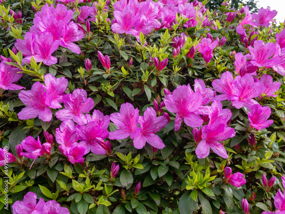 Evergreen azalea plant with bright pink flowers closeup Evergreen azalea plant with bright pink flowers closeup