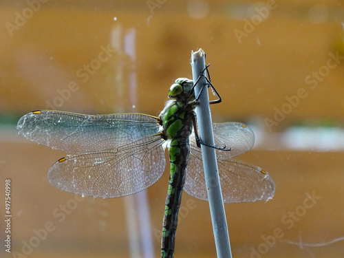 Macro focus shot of a dragonfly standing on a blue stick on a sunny day with blurred background photo