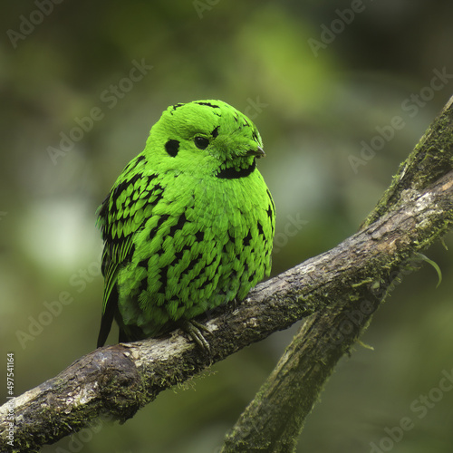 Closeup shot of a green broadbill on the branch of a tree photo