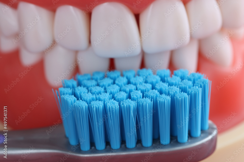 Dental jaw and toothbrush and oral care Dental jaw and toothbrush and oral care