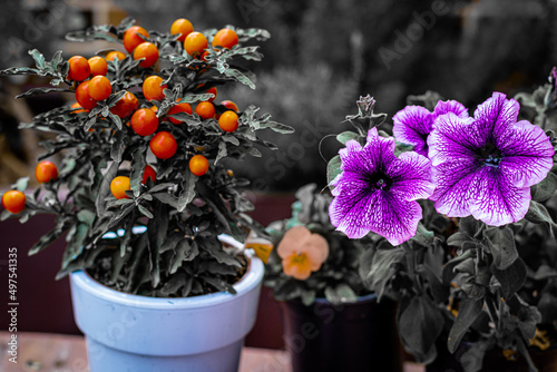 Selective focus shot of Solanum pseudocapsicum and Petunia flowers in pots photo