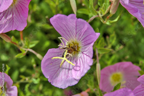 Closeup shot of blossom purple Pinkladies flowers with green leaves on the ground photo