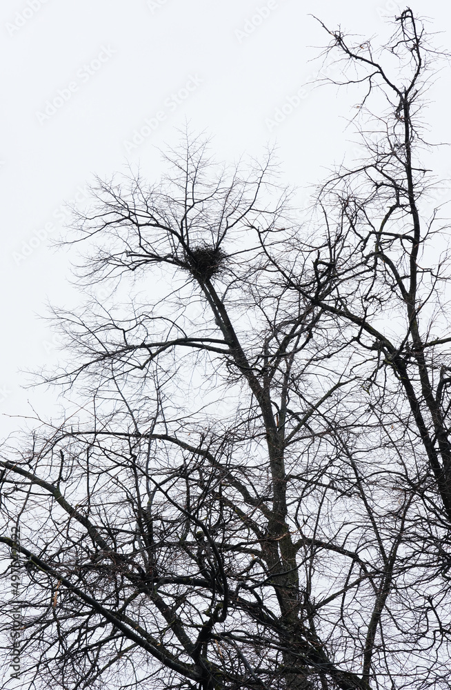 Graphic of the trees without leaves with black Raven's nest Graphic of the trees without leaves with black Raven's nest