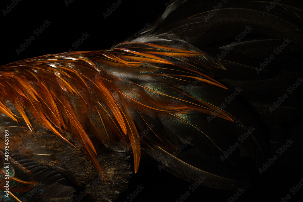 feather on black background feather on black background
