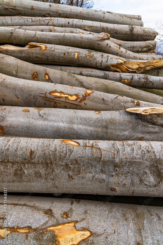 Woodworking industry, pruned trees on a wood dump Woodworking industry, pruned trees on a wood dump