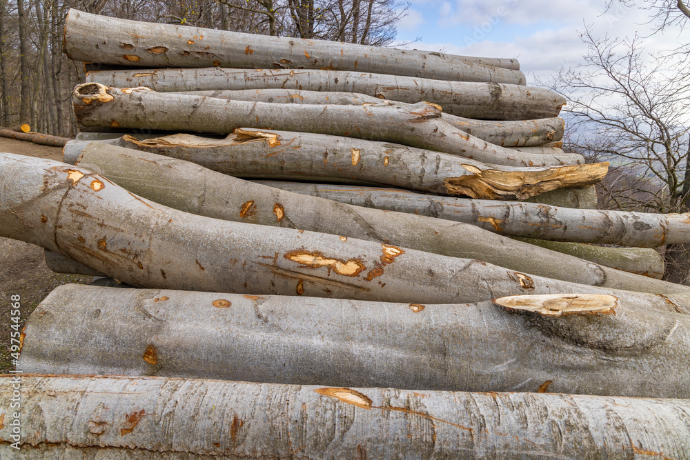 Woodworking industry, pruned trees on a wood dump Woodworking industry, pruned trees on a wood dump