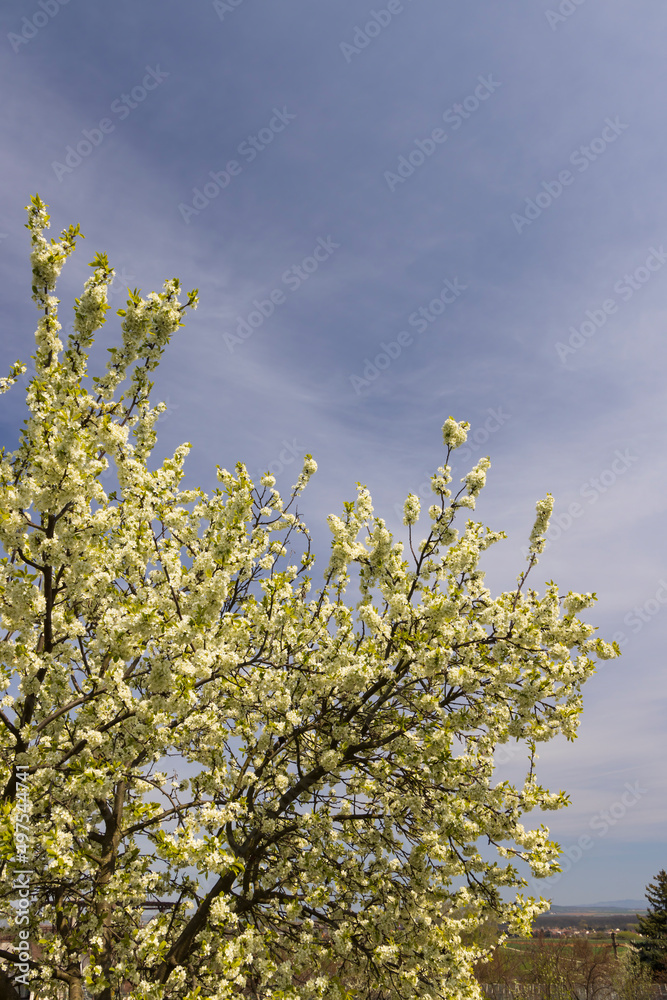 Tree in spring landscape, Czech Republic Tree in spring landscape, Czech Republic