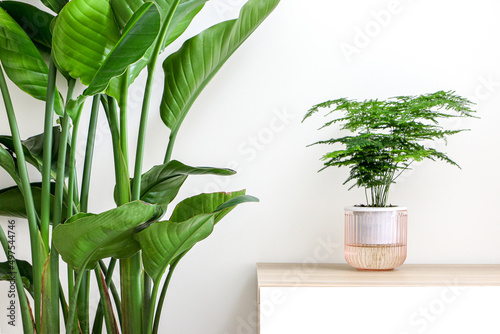 Vibrant tropical house plants, Asparagus Setaceus (Asparagus Fern) and Giant White Bird of Paradise Plant (Strelitzia nicolai) decorating and freshening up home interior photo