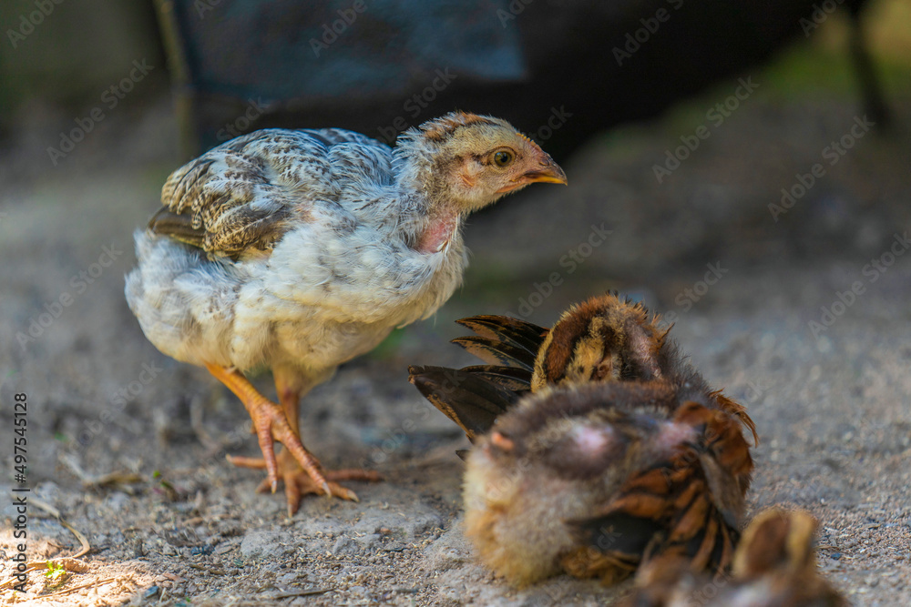 Obraz premium A chick raised by Indians in the Amazon River Basin