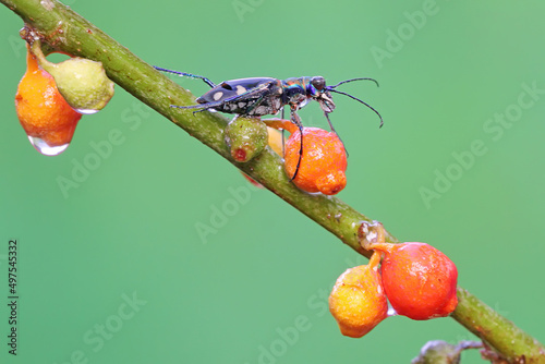 A tiger beetle is looking for prey on a wildflower. This insect has the scientific name Cicindela aurulenta.  photo