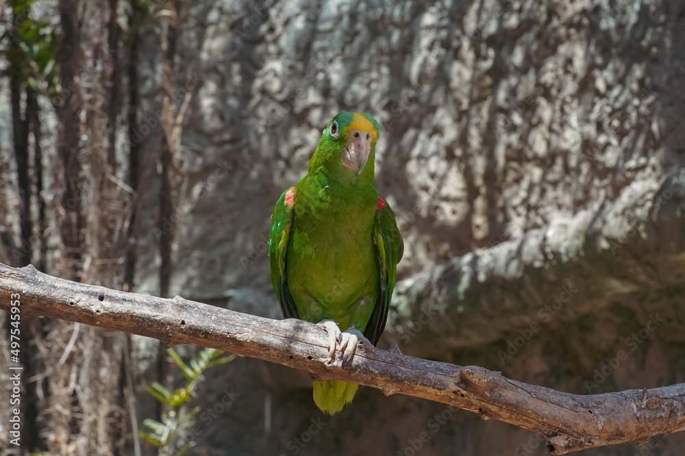 Yellow-headed Amazon Parrot Amazona oratrix Perched on Tree Branch