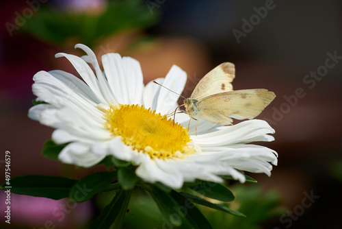 white butterfly Pieris brassicae on a white flower of chamomile drink nectar