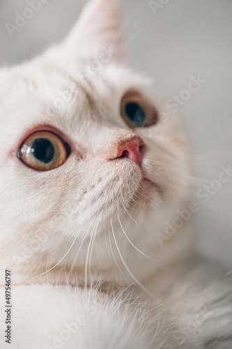 portrait of a cat. close up cat