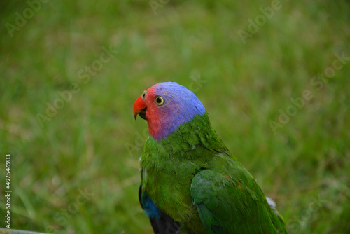 Closeup shot of a red-cheeked parrot in Indonesia photo