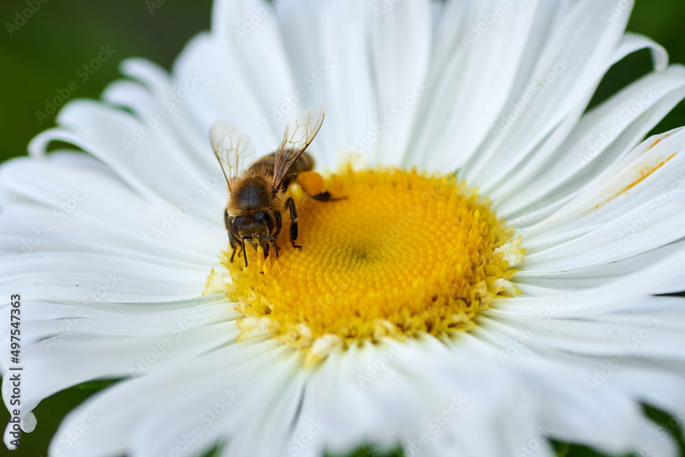 honey bee on a white flower of chamomile collect nectar honey bee on a white flower of chamomile collect nectar