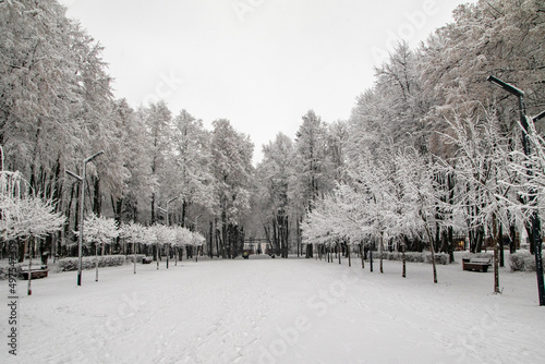 Winter park, landscape, snowy forest. Winter.