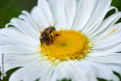 honey bee on a white flower of chamomile collect nectar
