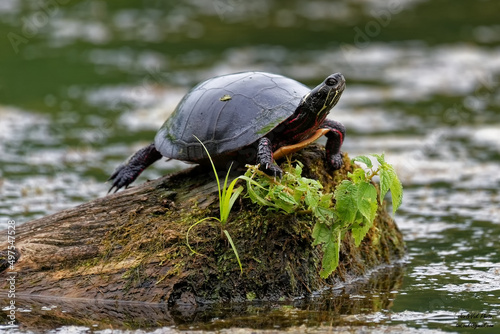 European bog turtle resting on a mossy stone in a pond photo