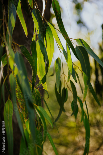 Shallow focus of Eucalyptus radiata plants with blurred blue sky in in the backgriund photo