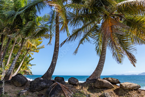 Palm trees on the coast of Basse-Terre  Trois Rivieres  Guadeloupe  Lesser Antilles  Caribbean.