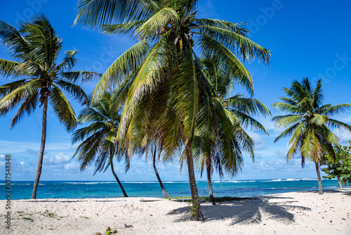 Fototapeta Naklejka Na Ścianę i Meble -  Palm trees on the beach, Grande-Terre, Guadeloupe, Lesser Antilles, Caribbean.