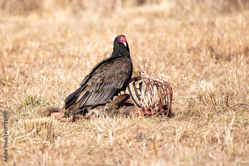 Φωτογραφία Selective focus shot of a Turkey Vulture on top of a carrion