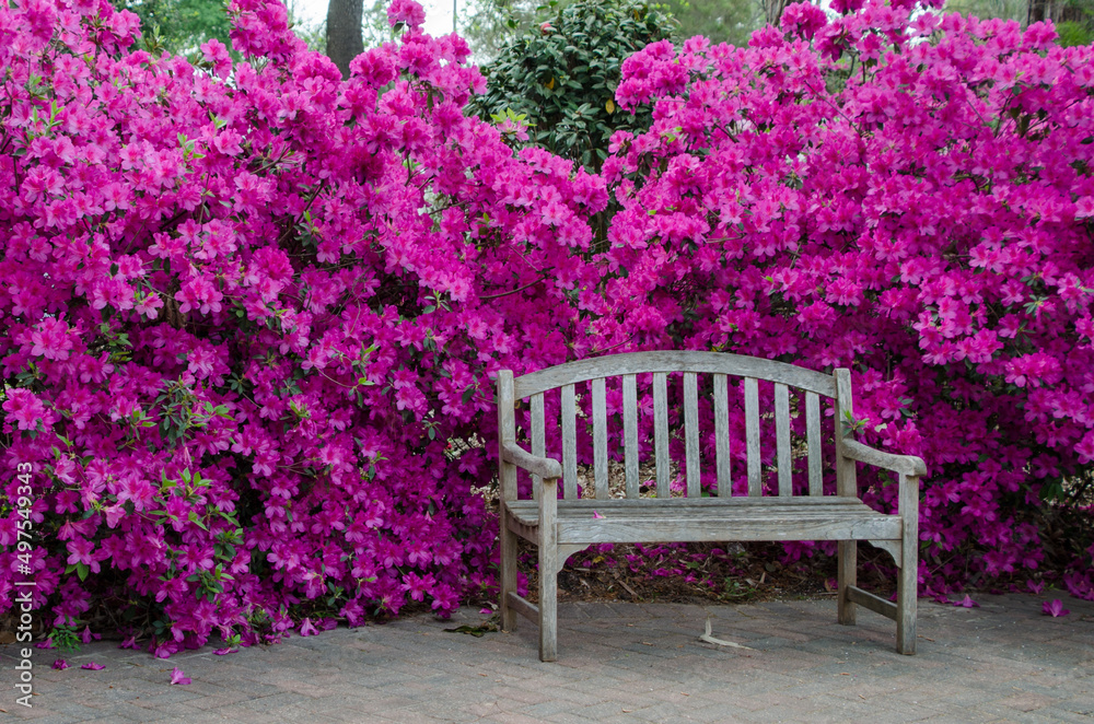 A mass of pink azalea blooms surrounding a wooden bench on a brick patio. A mass of pink azalea blooms surrounding a wooden bench on a brick patio.