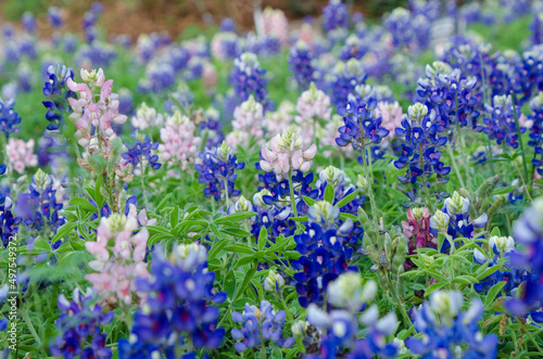 A field of mixed pink and blue bluebonnets.
