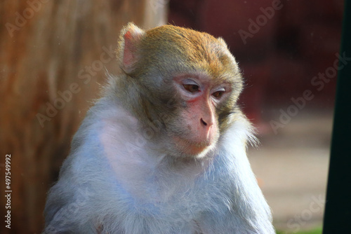 Obraz na plátně Closeup portrait shot of a macaque with a humanlike expression on its face