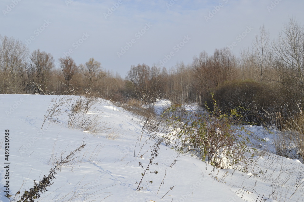 Forest in winter, covered with snow. Forest in winter, covered with snow.