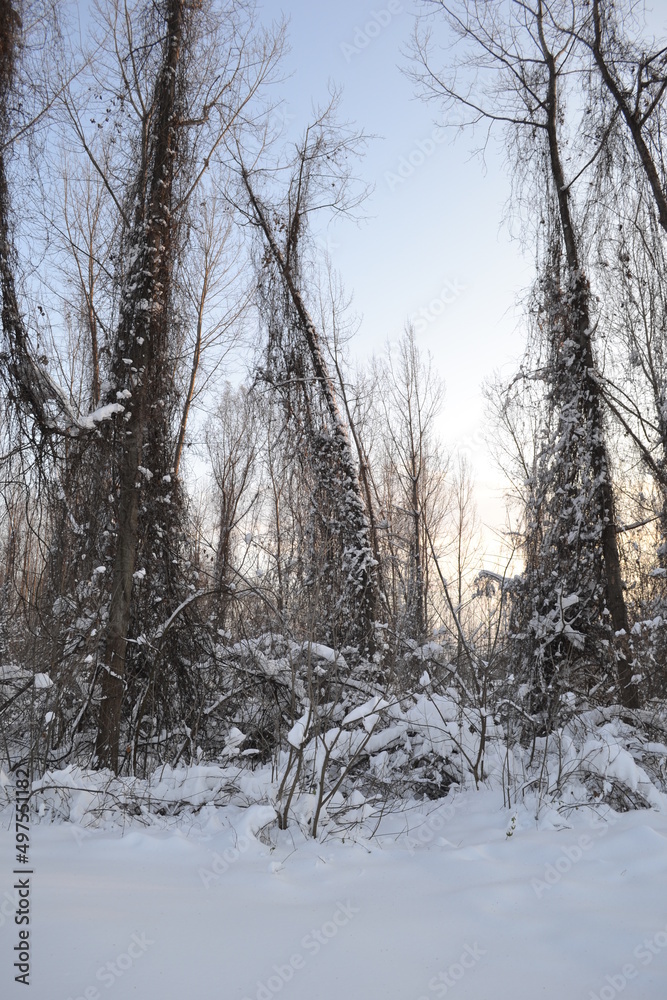 Forest in winter, covered with snow. Forest in winter, covered with snow.