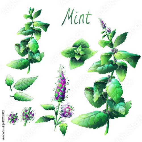 Fresh mint leaves, vector, on a white background set of twigs and menthol flowers, kitchen herbs and spices