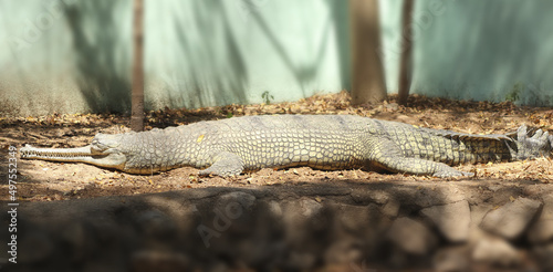Closeup shot of a mugger crocodile lying on the grass
