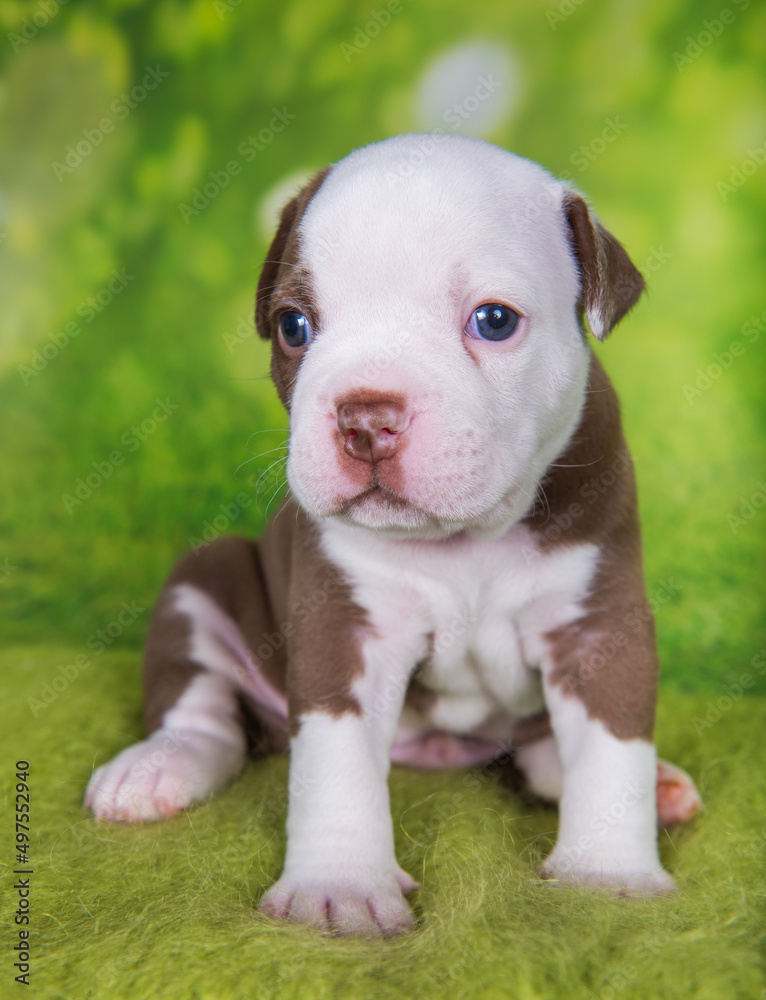 Funny American Bullies puppy on green background