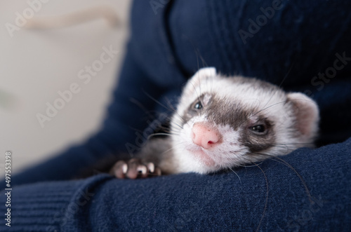 Portrait of cute and cosy domestic pet ferret resting in her owner's hands. Woman and a pet concept.