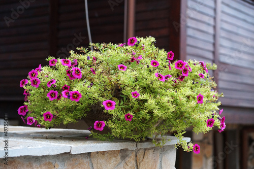 Fototapeta Naklejka Na Ścianę i Meble -  fuchsia pink petunia in a pot outdoors