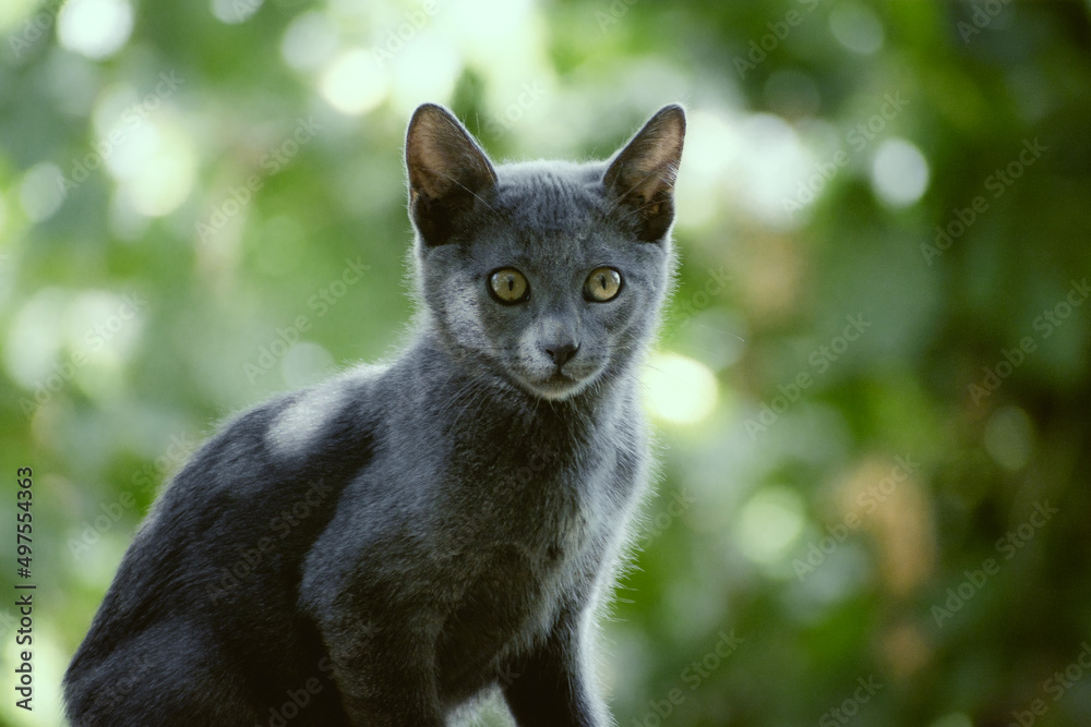 Gato gatito pequeño joven negro gris al aire libre