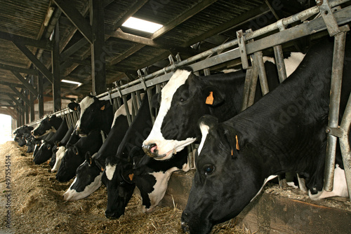 vache laitiere