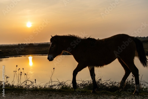 Horse at sunset