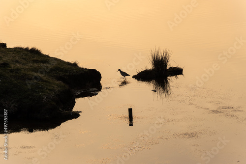 Bird in the pond at sunset
