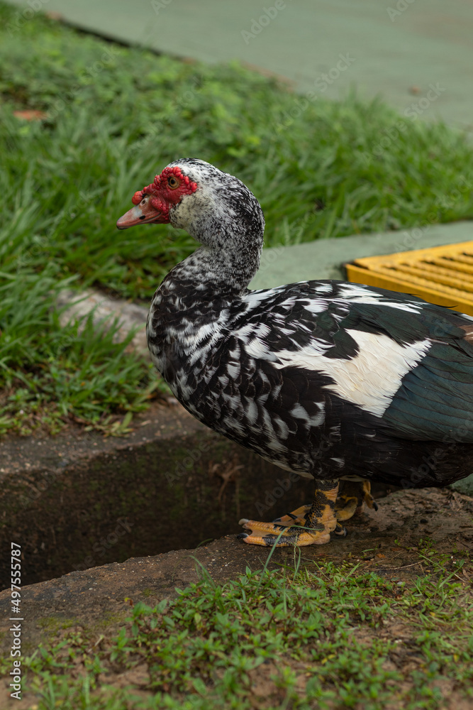 Black and white domestic Muscovy duck standing on a grass