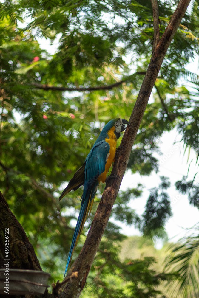 Obraz premium A beautiful blue and yellow macaw perched on a branch with several trees in the background