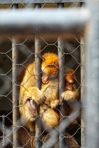 Mother macaque monkey hugging her baby and sleeping in the zoo of Dream Village, Morocco photo