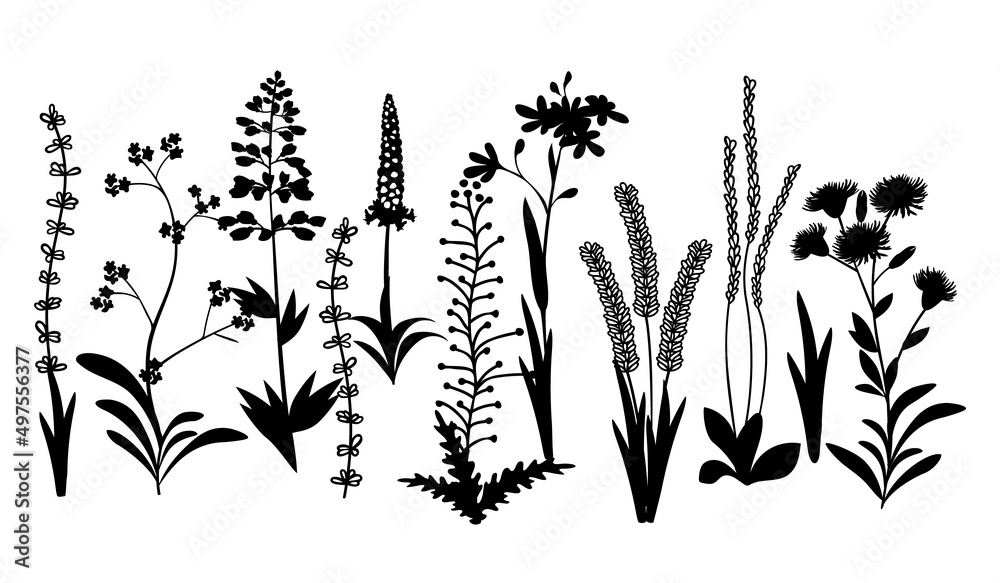 Big set of meadow herbs.Silhouettes of plants in black color isolated on white.Background with botanical design elements.Hand drawn vector graphic illustration for printing on fabrics and paper,cards.