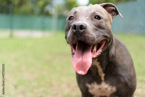 Canvas Print Pit bull dog playing in the park