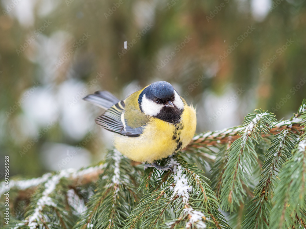 Cute bird Great tit, songbird sitting on the fir branch with snow in winter Cute bird Great tit, songbird sitting on the fir branch with snow in winter
