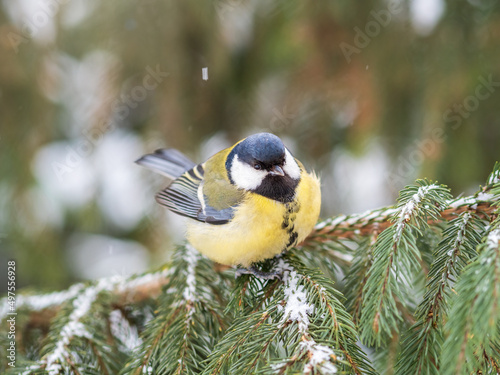 Cute bird Great tit, songbird sitting on the fir branch with snow in winter © Dmitrii Potashkin